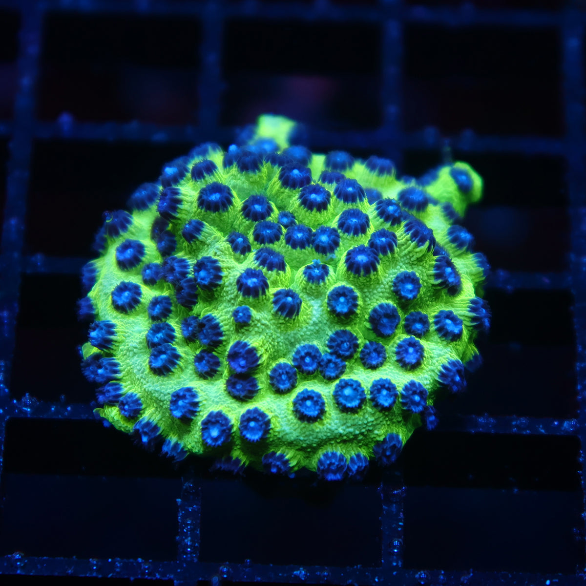 JF Purple People Eater Cyphastrea