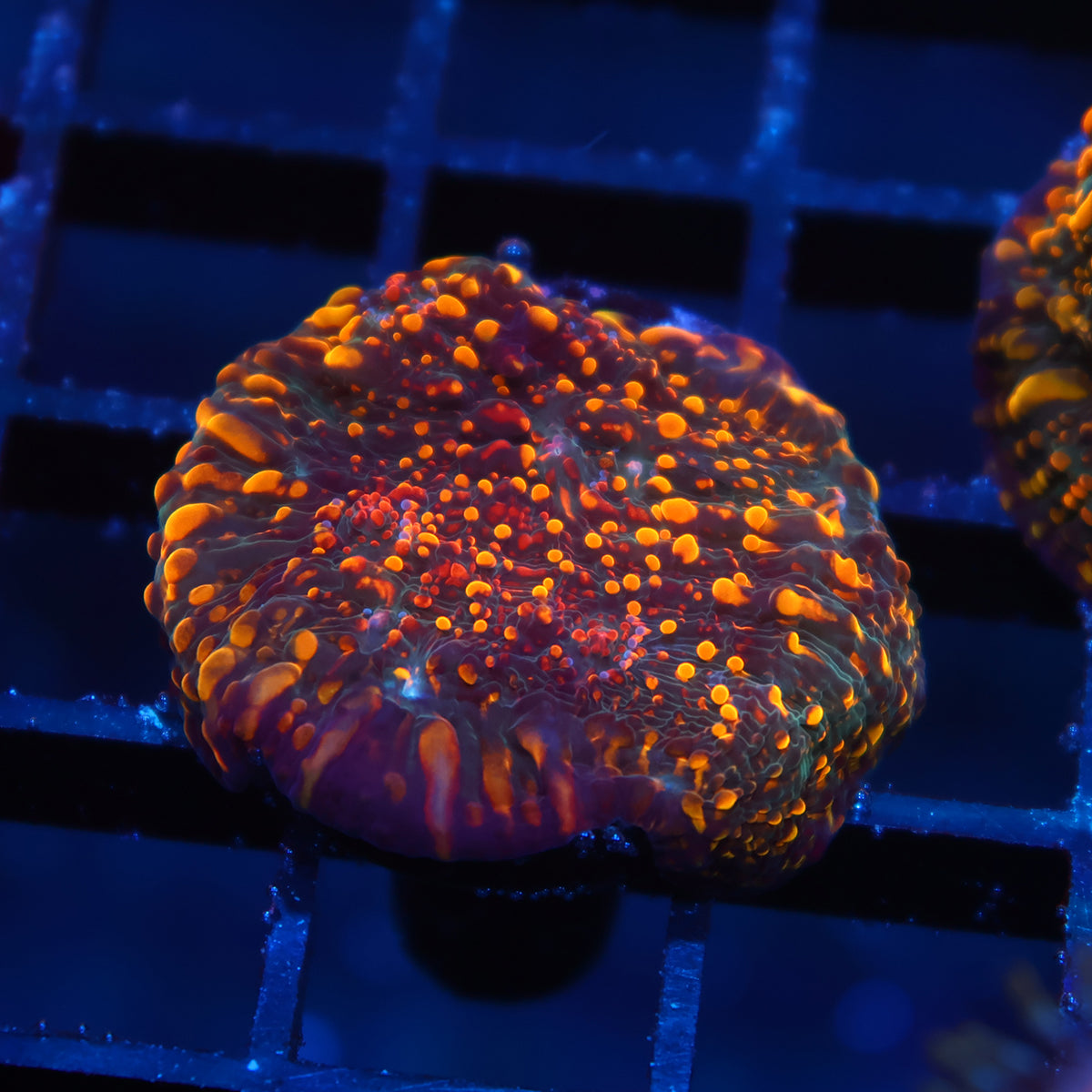 CC Cloudberries Chalice