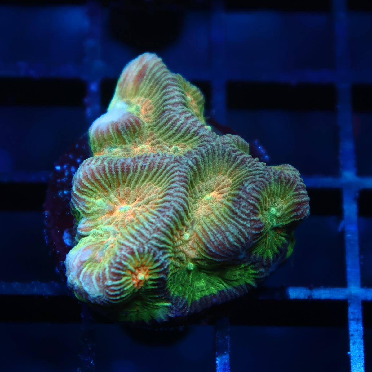 TCK Rainbow Platygyra