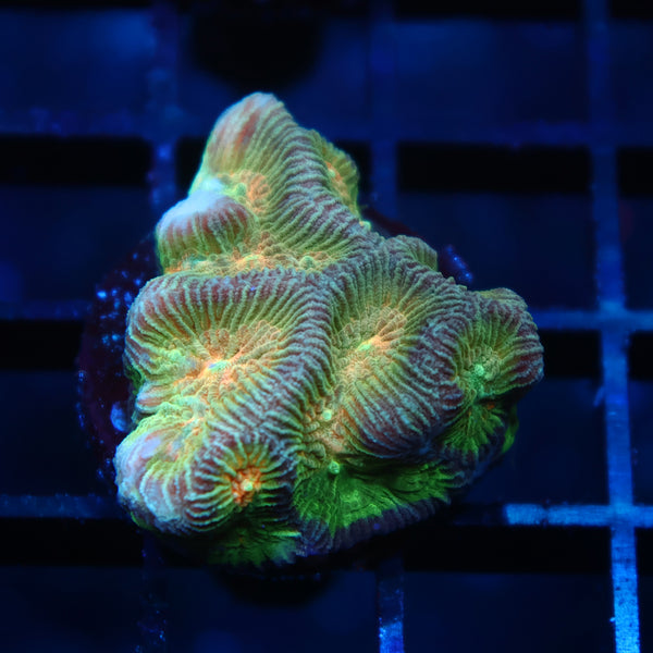 TCK Rainbow Platygyra