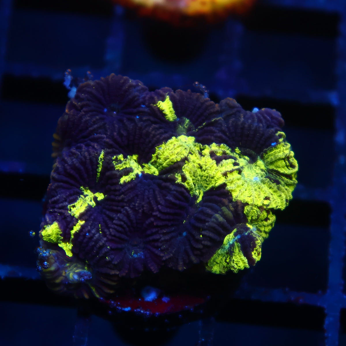 TCK Toxic Camo Favia