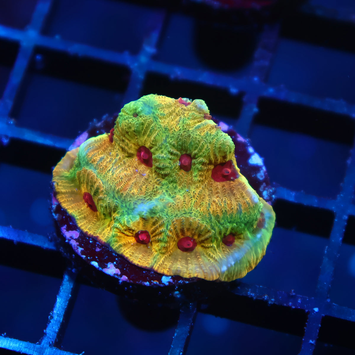 TCK Fascination Favia
