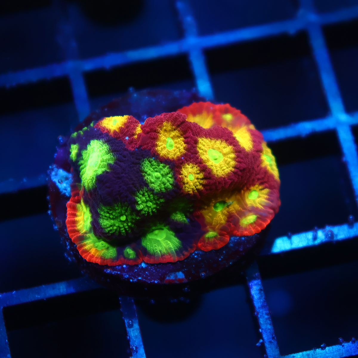 TCK Grafted Fire Favites