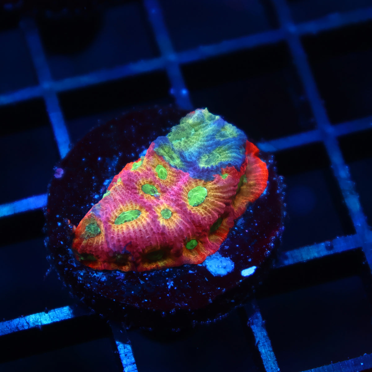 JF Dayglo Favia