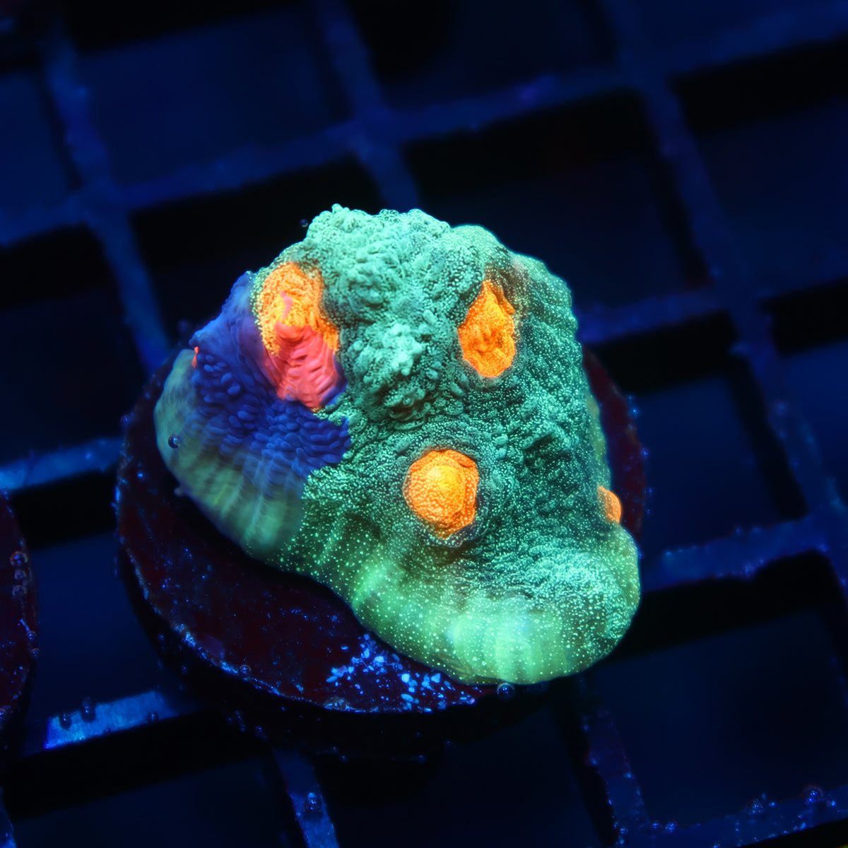 TCK Grafted Candy Eye Chalice