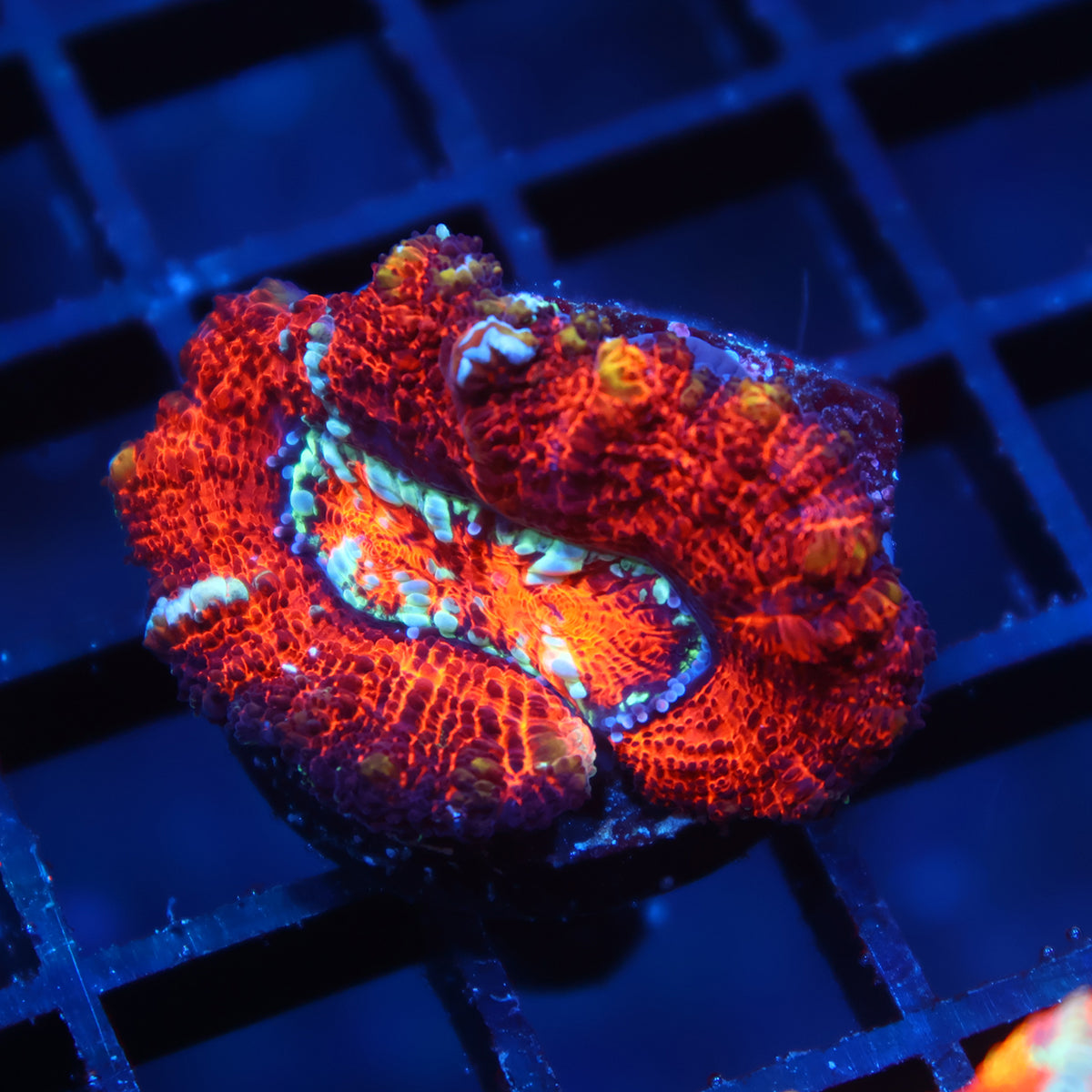 TCK Aquacultured Red Wilsoni