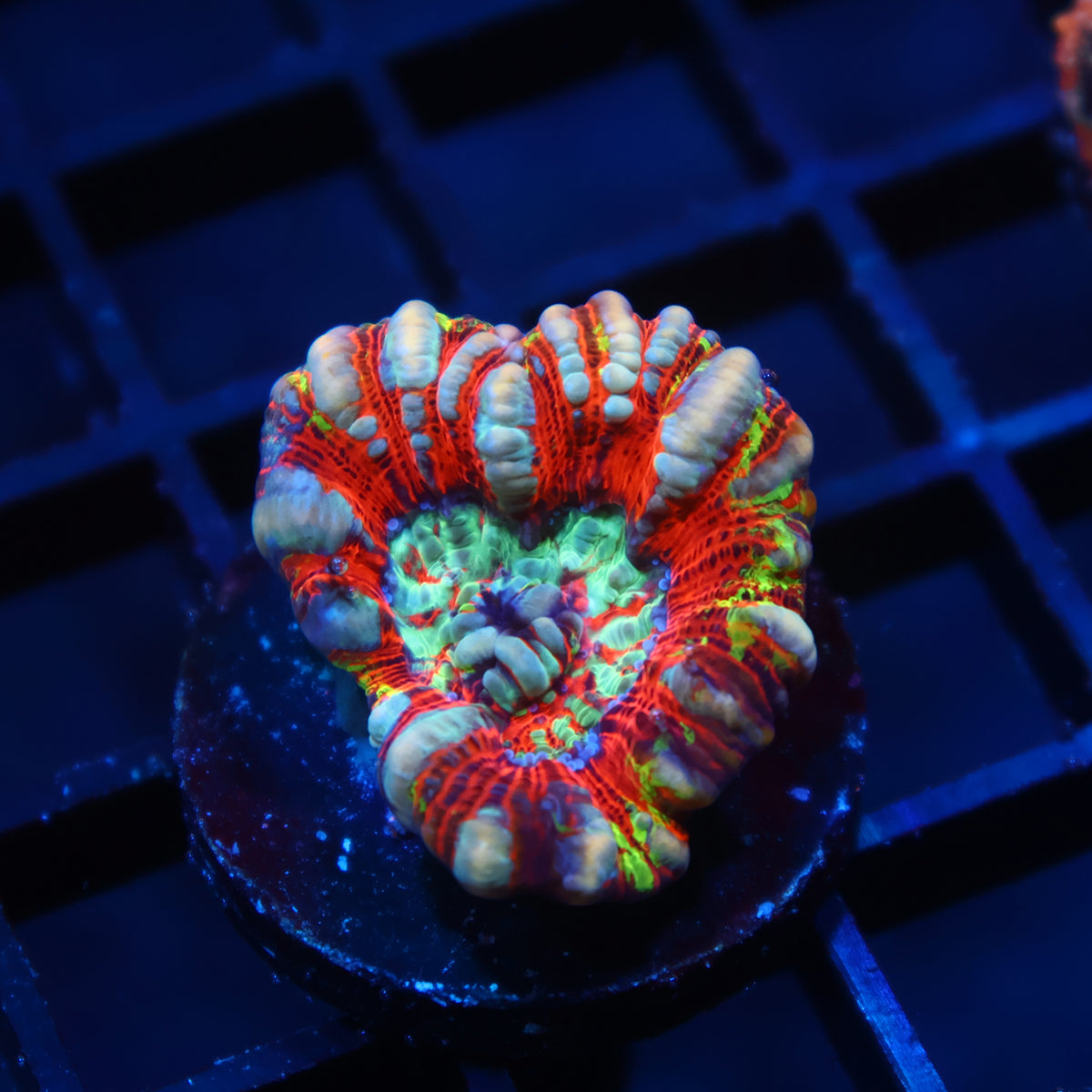TCK Rainbow Wilsoni