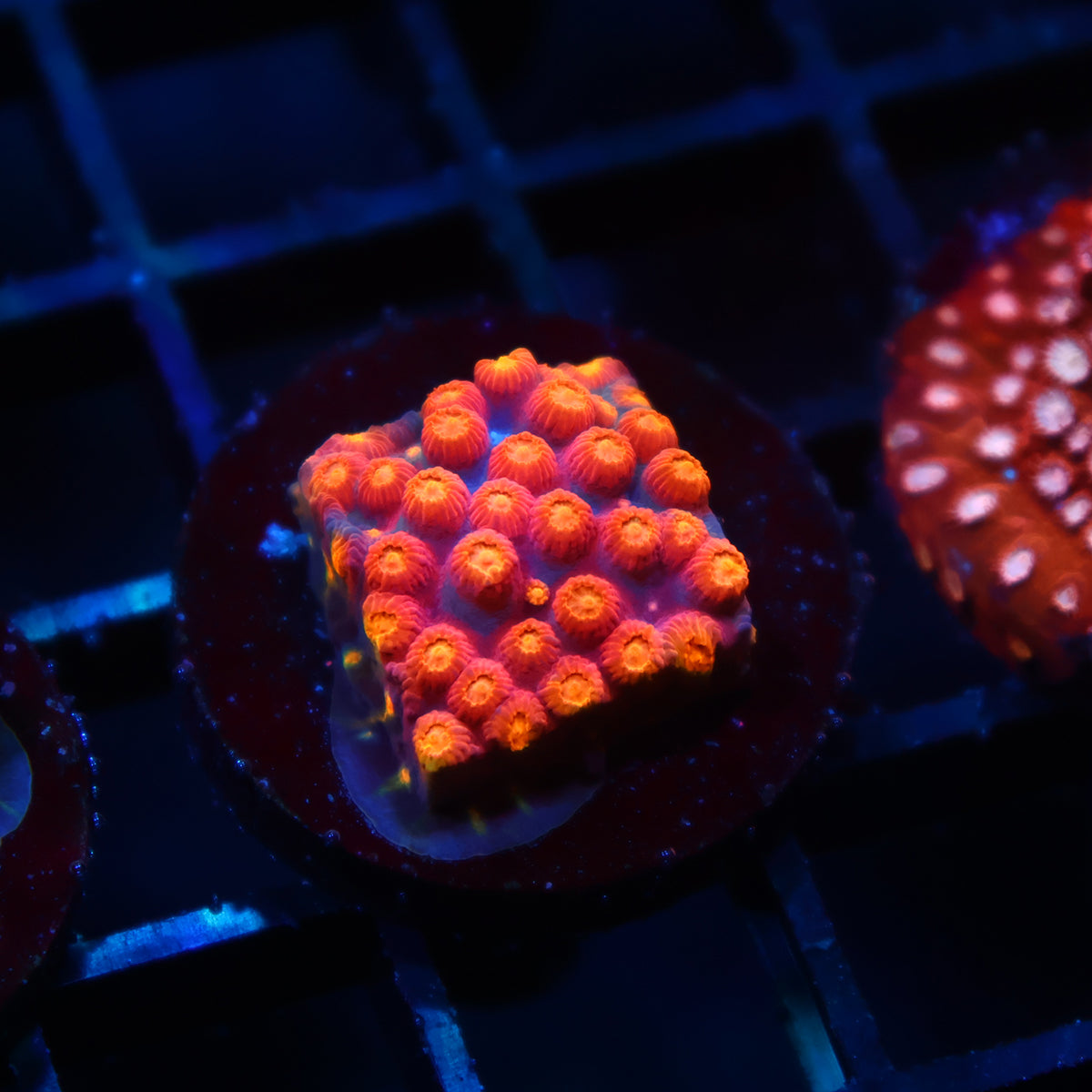 TCK Rainbow Abstract Cyphastrea
