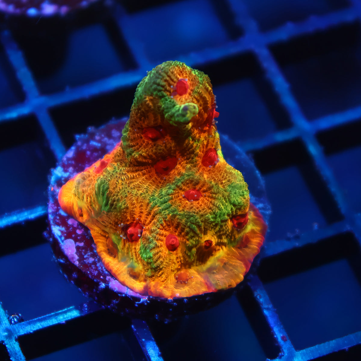 TCK Fascination Favia