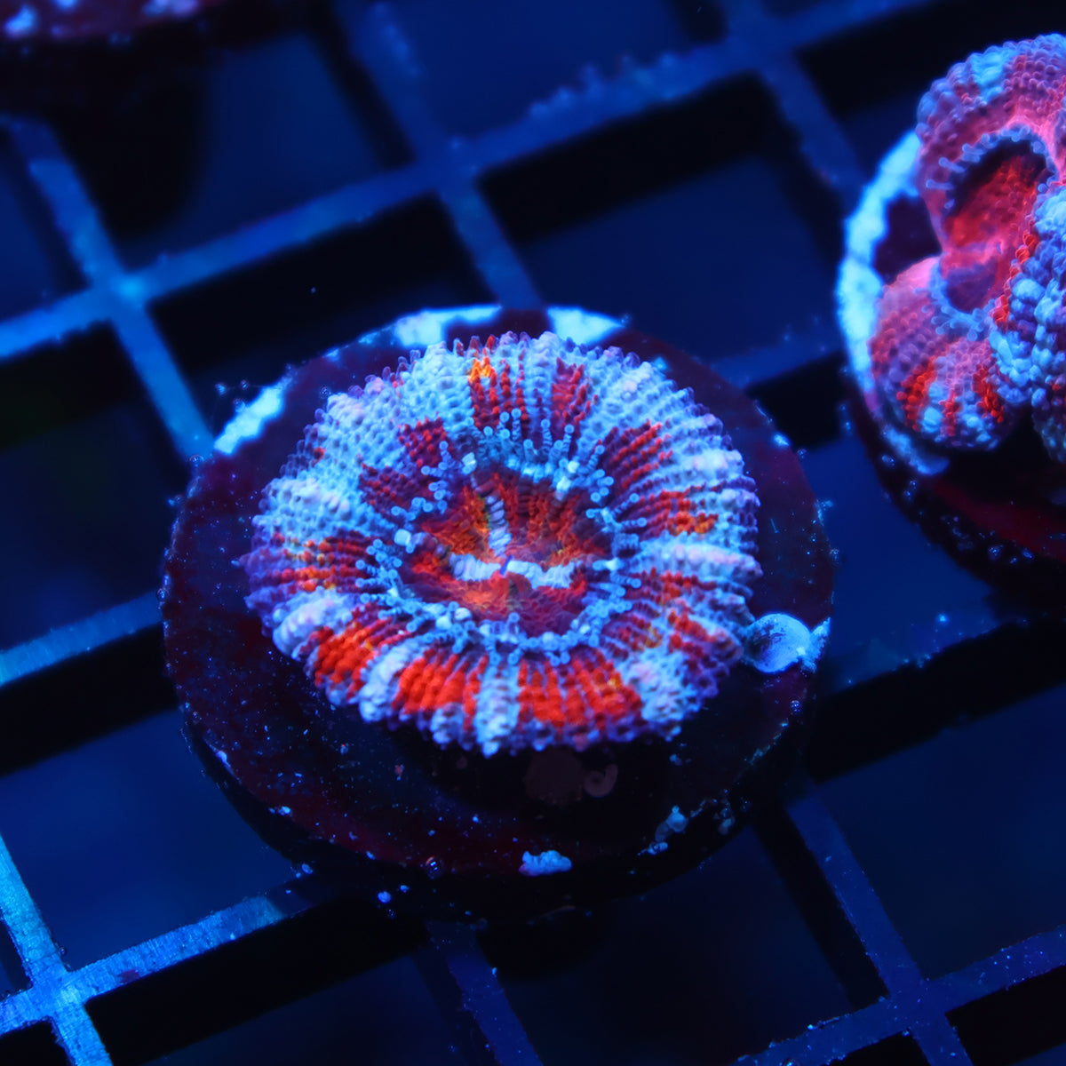 TCK Striped Rainbow Acan Lord