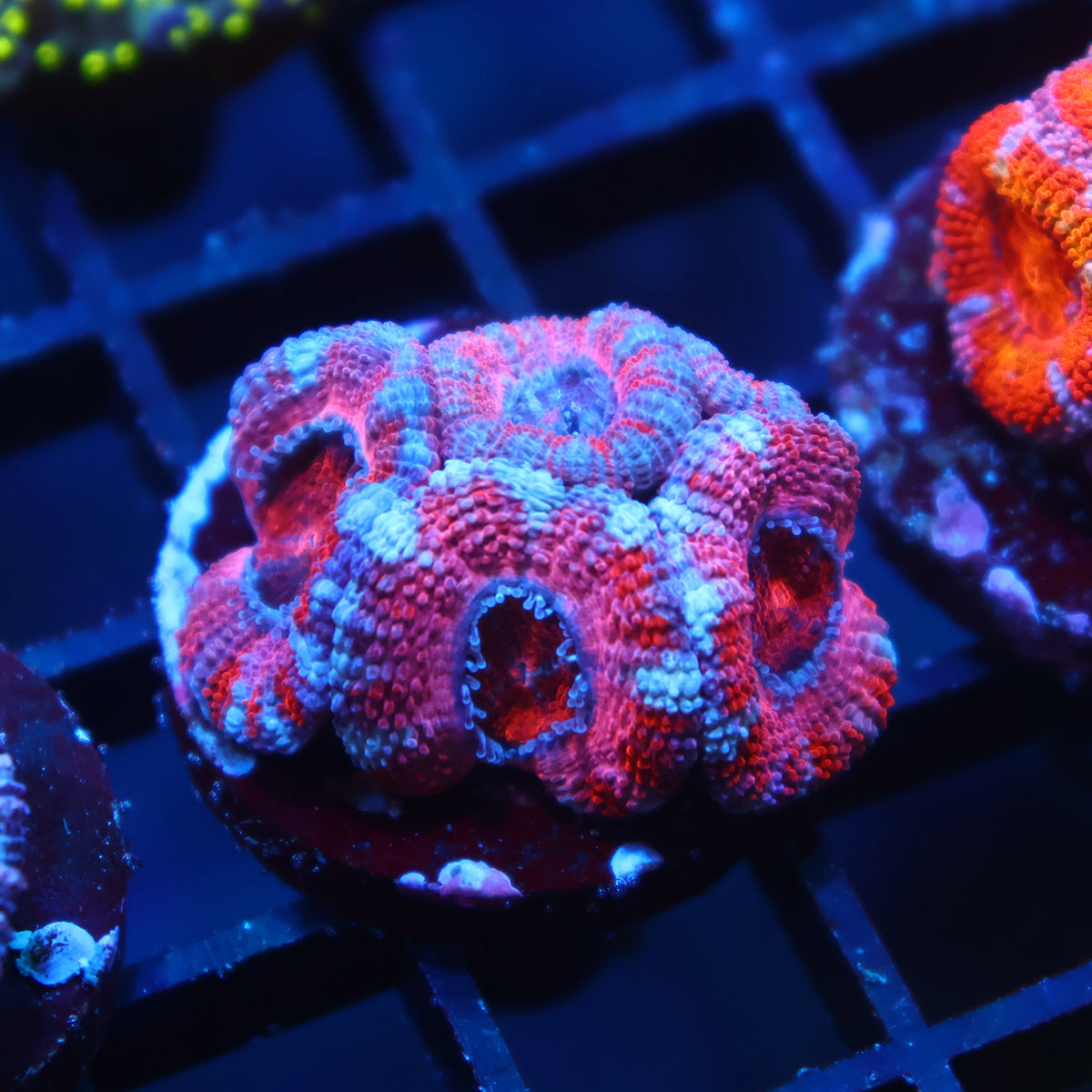 TCK Pink Acan Lord