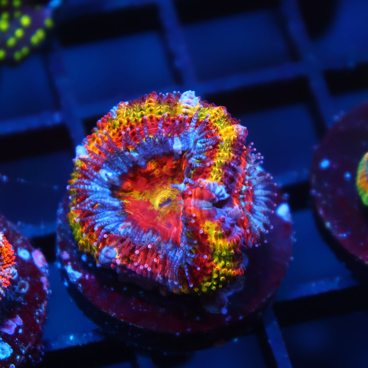 TCK Insanity Rainbow Acan Lord
