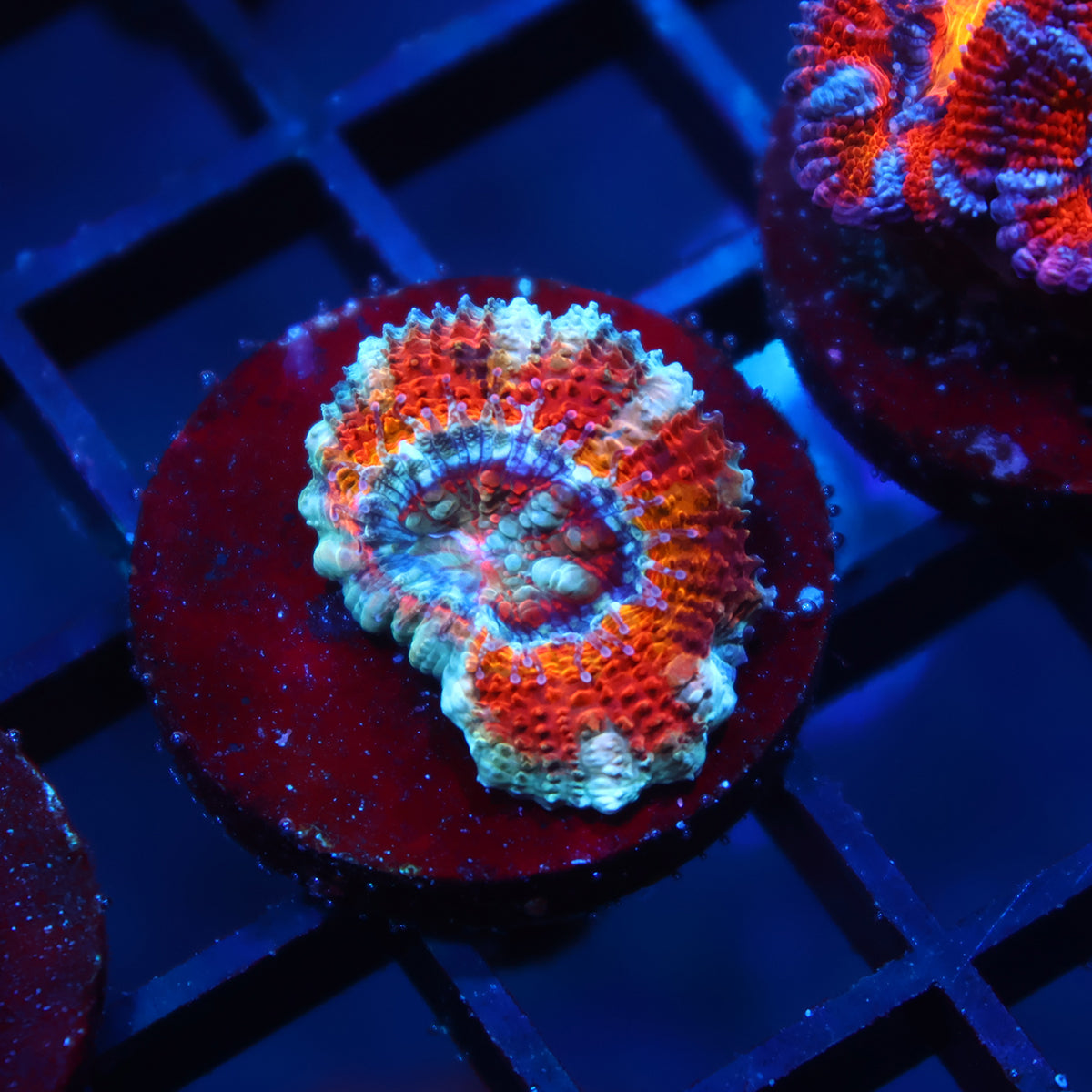 TCK Grafted Master Acan Lord