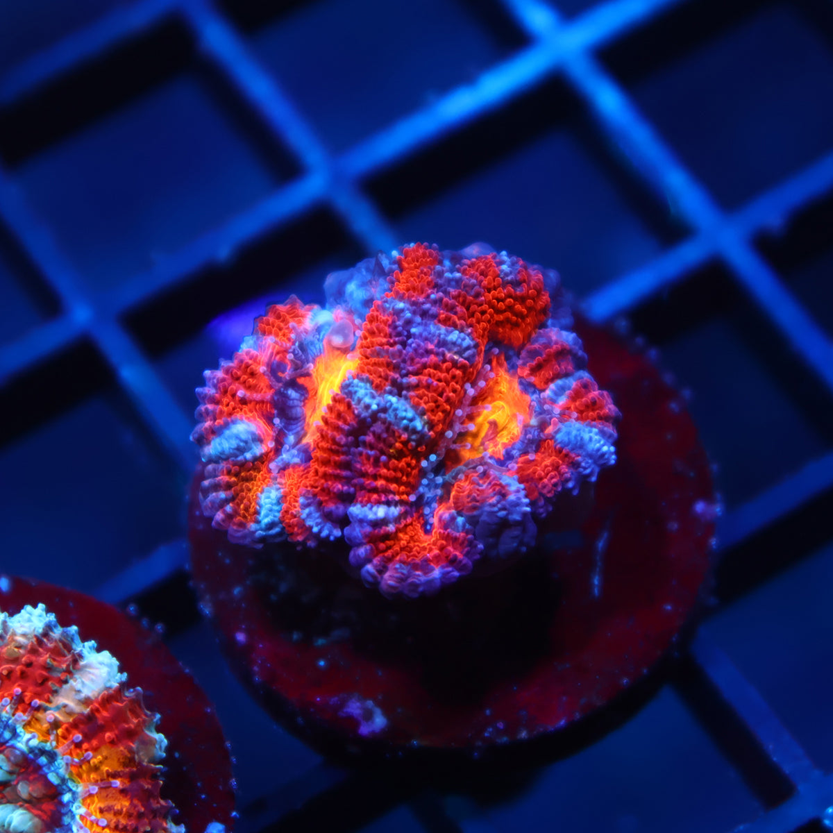 TCK Rainbow Swirl Acan Lord