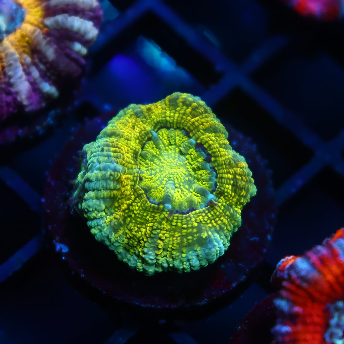 TCK Glitter Lemon Lime Asia Acan Lord