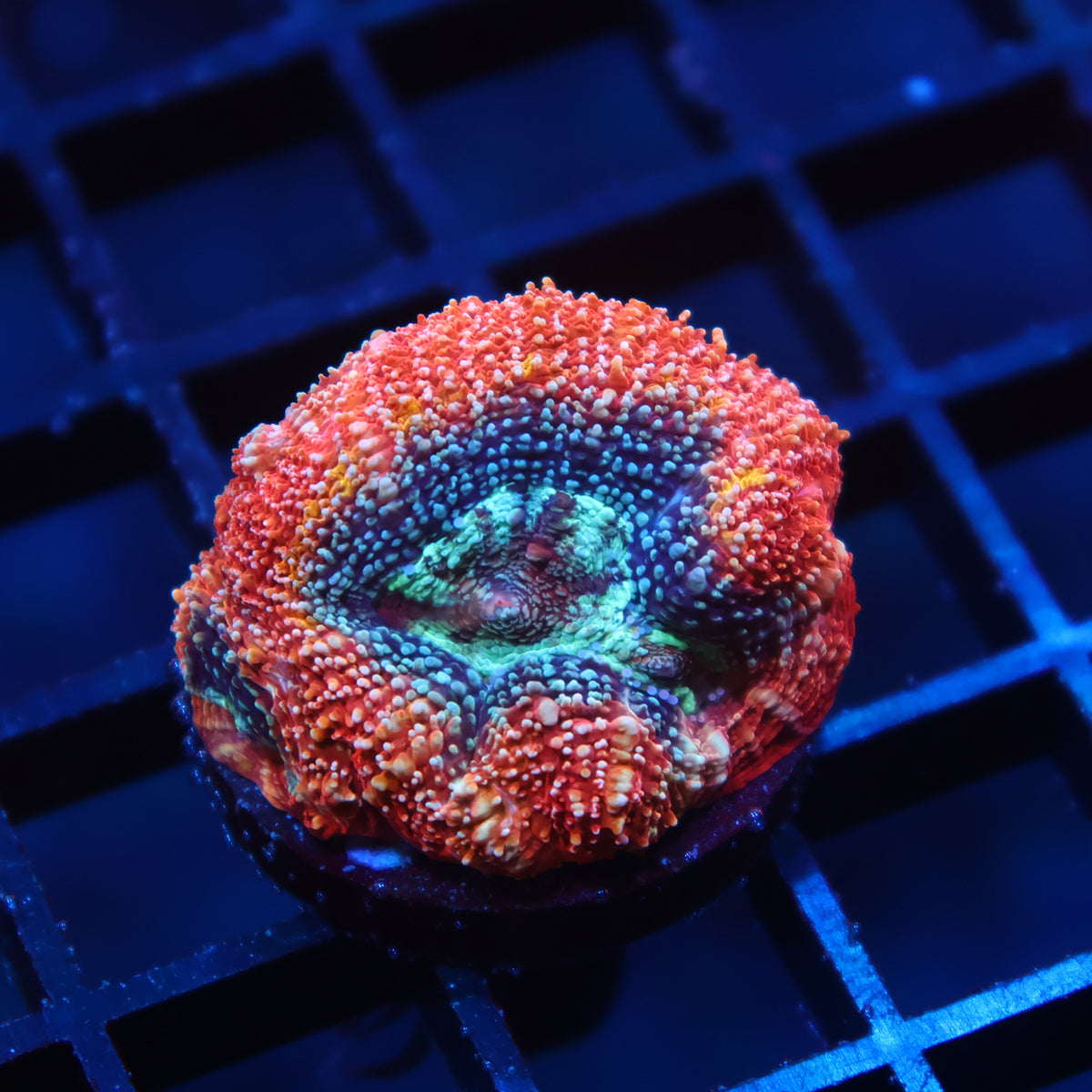 TCK Rainbow Bowerbanki
