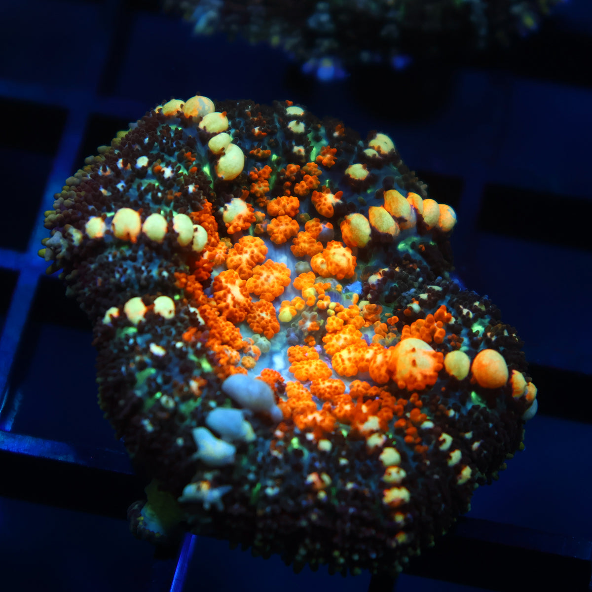 TCK Powerball Bounce Mushroom