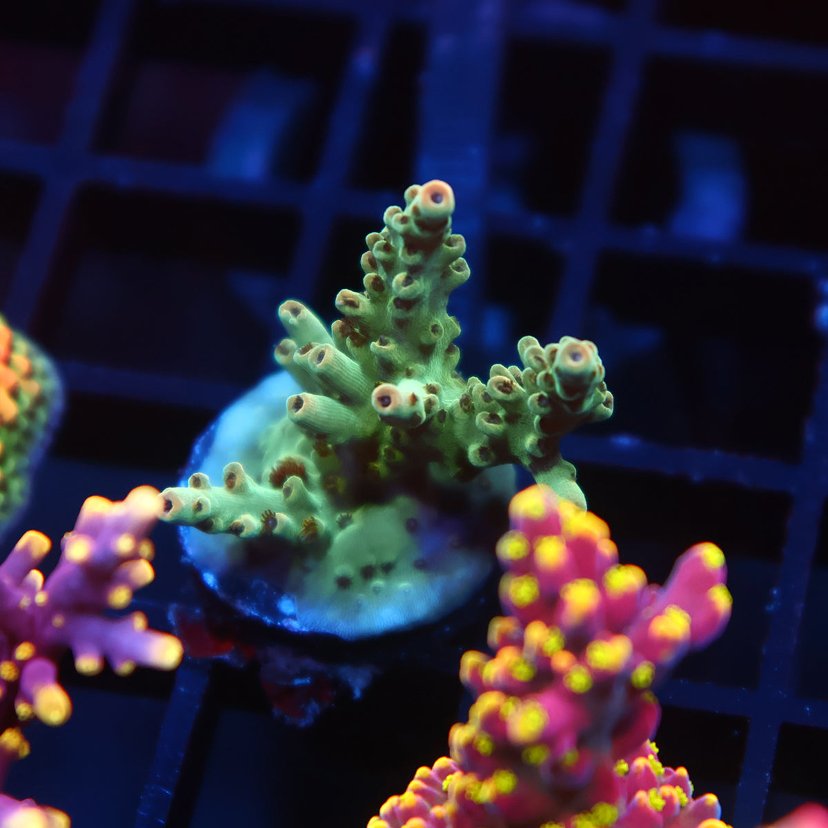 TCK Pink Polyp Shortcake