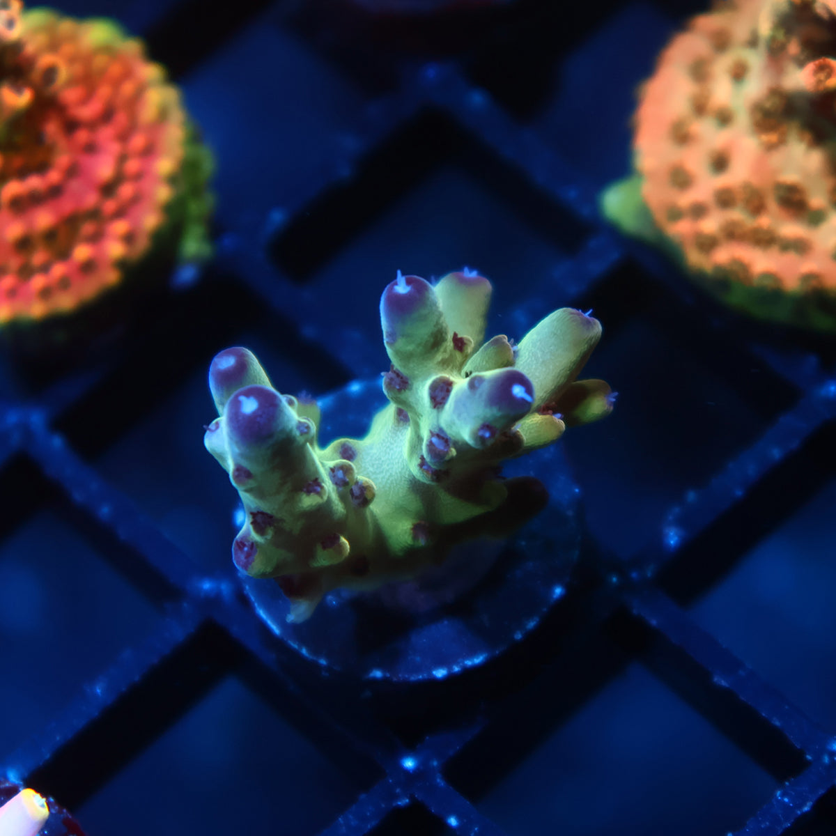 TCK Icy Granulosa