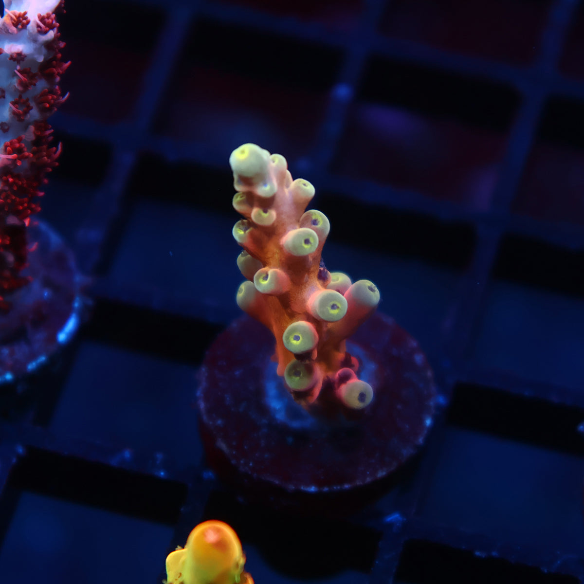 TCK Atomic Echinata