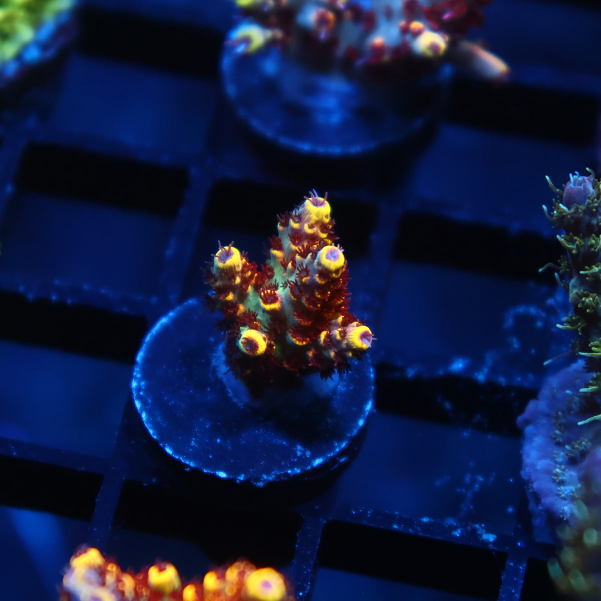 WWC Super Red Polyp Clathrata