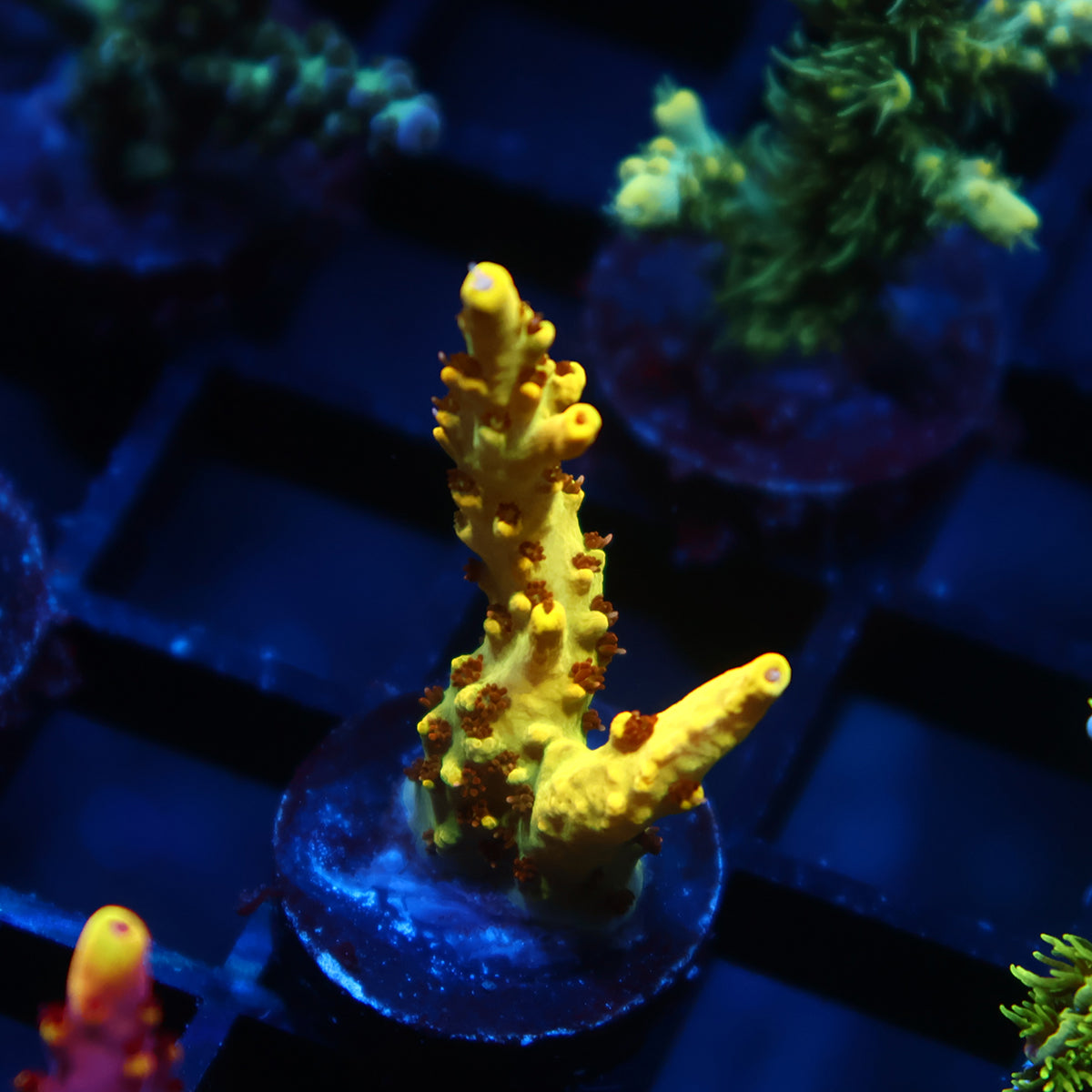 TCK Pikachu