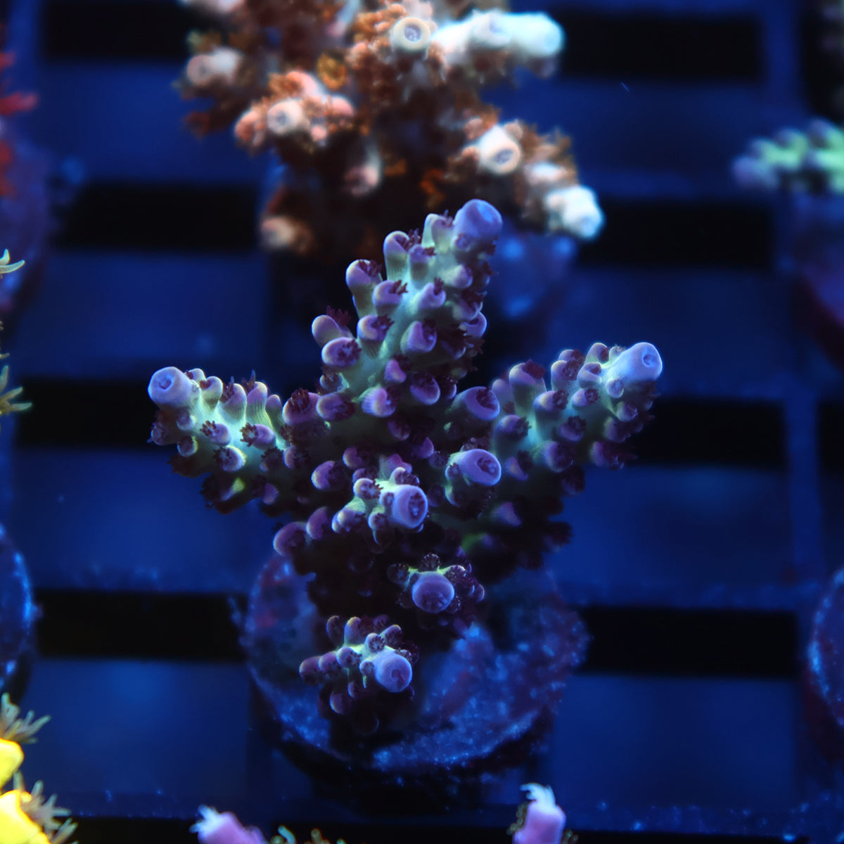 TCK Berry Nasuta