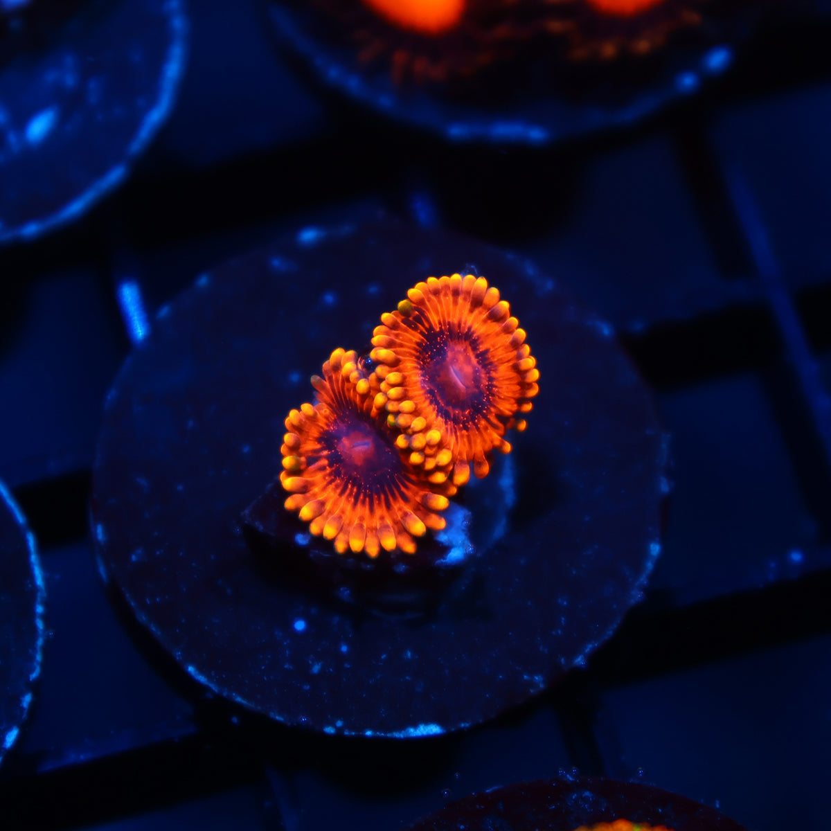 TCK Burning Embers
