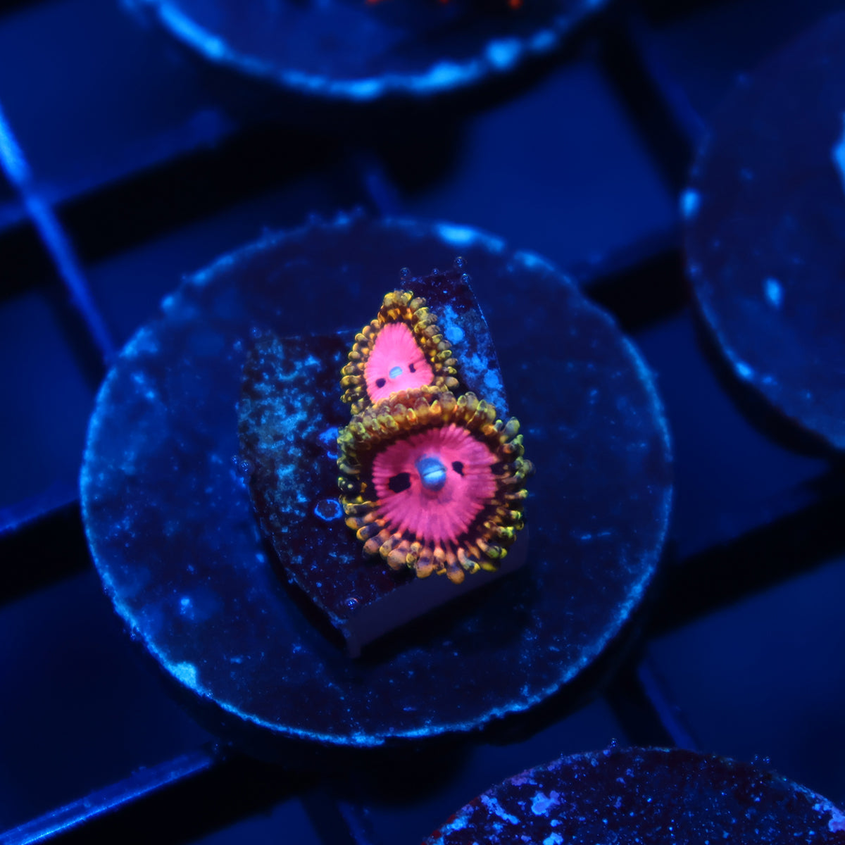 RR Pink Diamonds