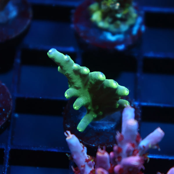 TCK Crocodile Deepwater