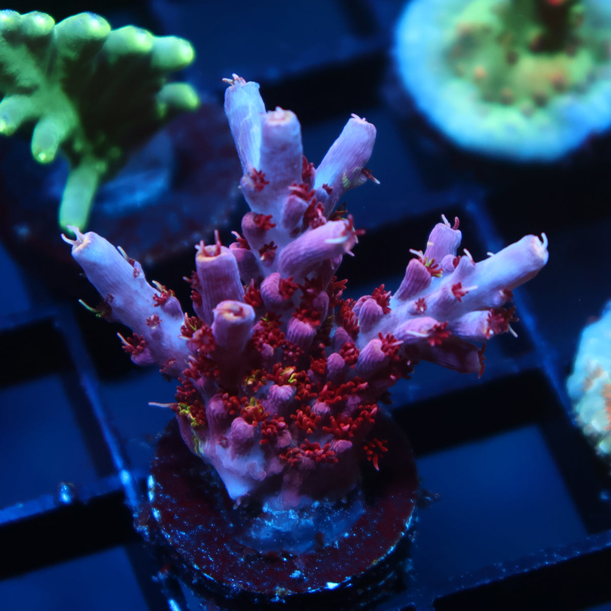 TCK Grafted Kaleidoscope Mostly Red