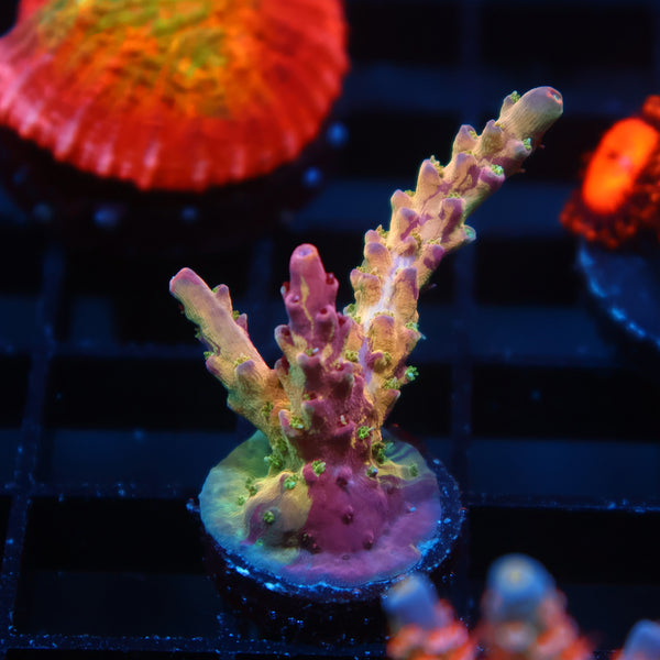 TCK Grafted Kaleidoscope
