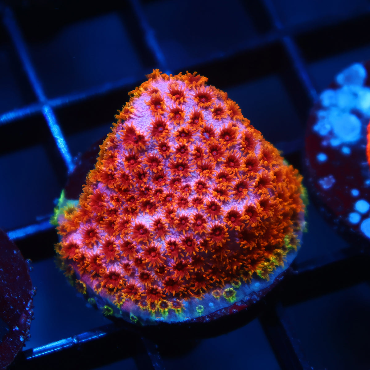 Skittles Bomb Cyphastrea