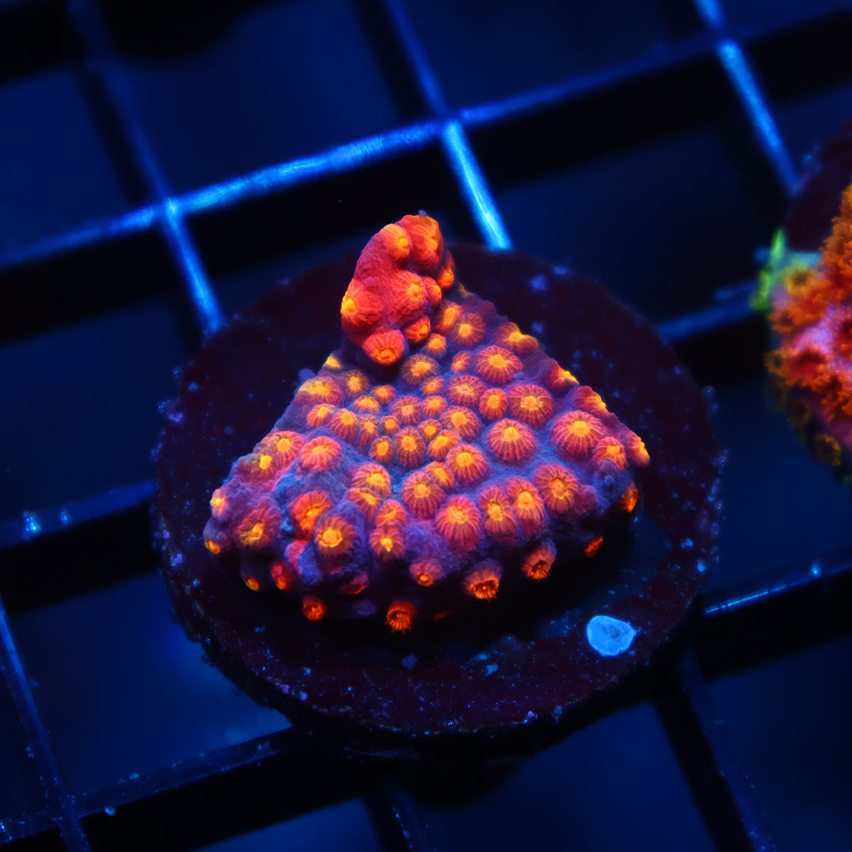 TCK Rainbow Abstract Cyphastrea