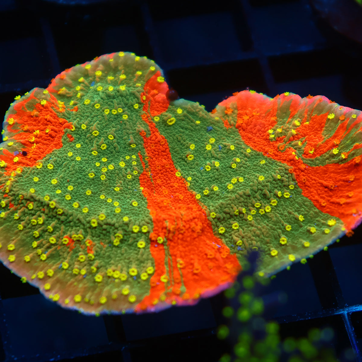 Lg WWC Grafted Sunfire Cap