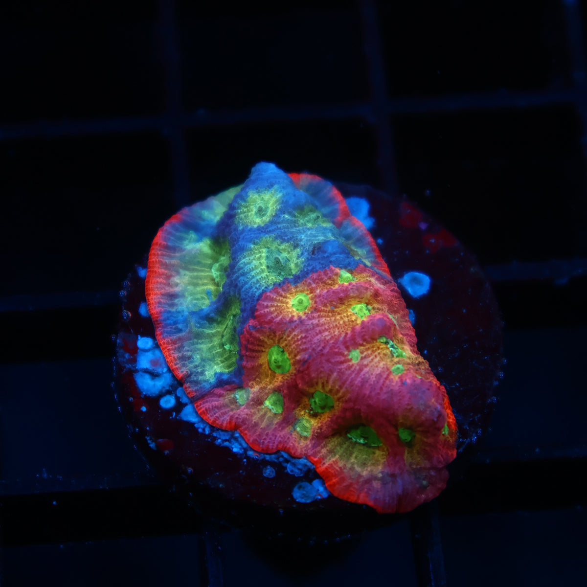 JF Dayglo Favia