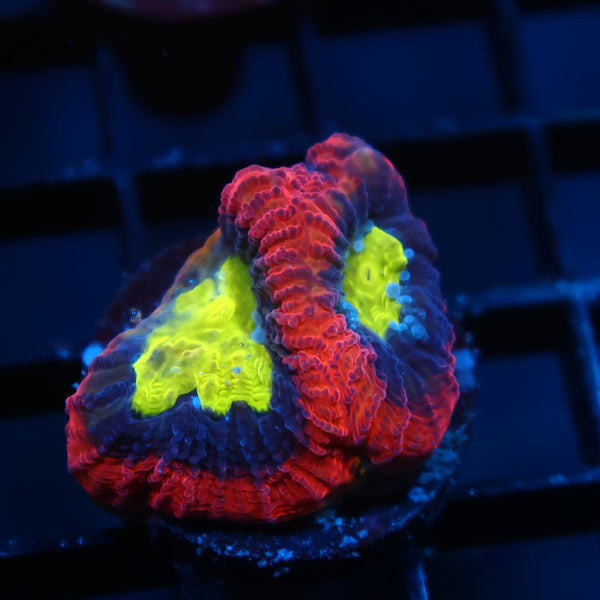 TCK Dragon Soul Favia