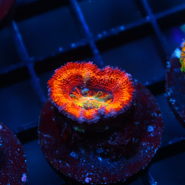 TCK King Candy Acan Lord