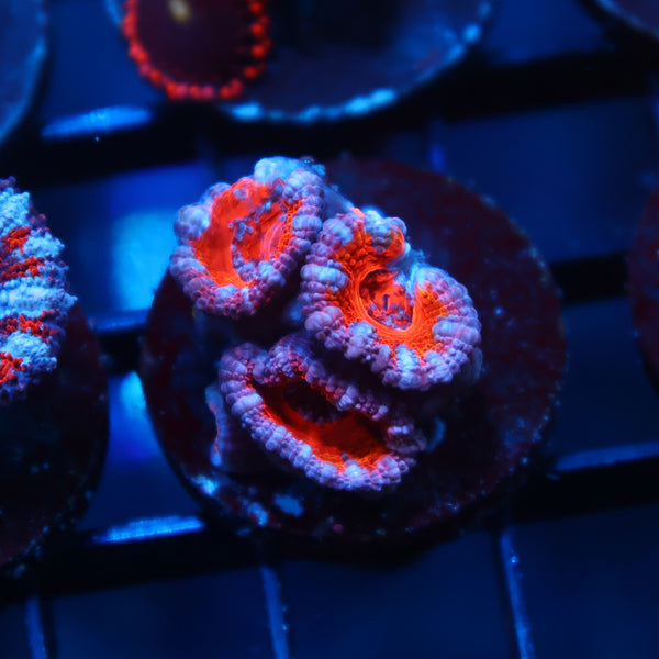 Red Acan Lord