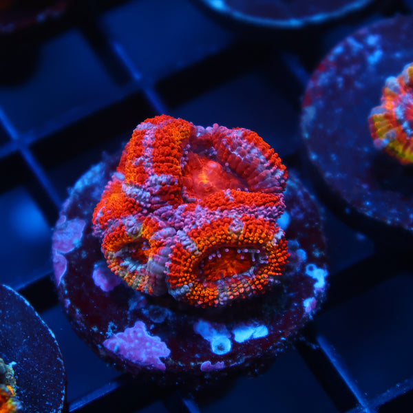TCK Rainbowbrite Acan Lord