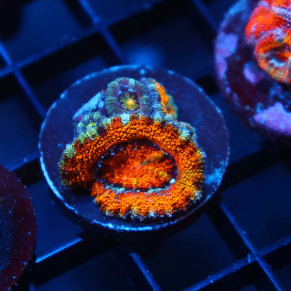 TCK Awesome Orange Acan Lord