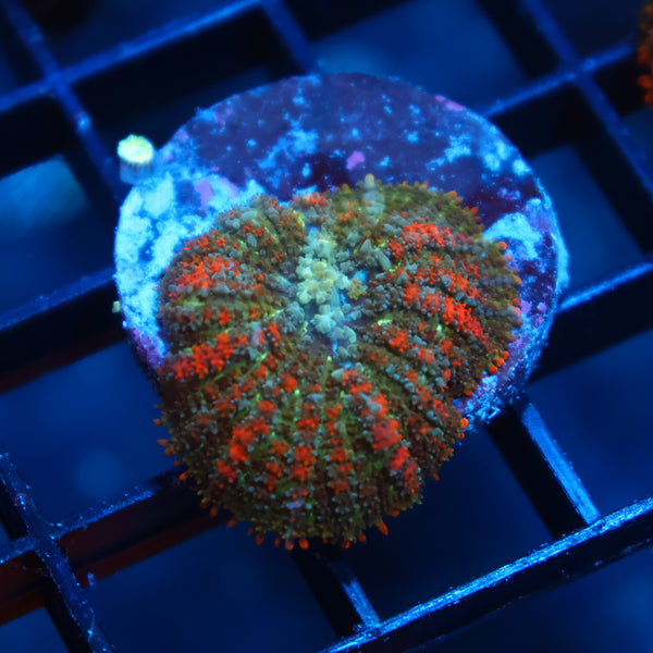 TCK Deathstroke Bounce Mushroom