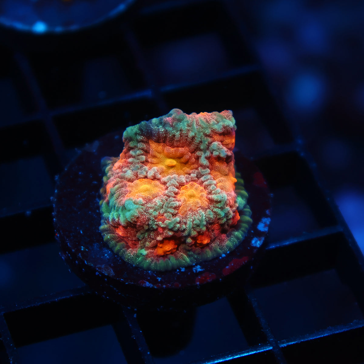TCK Sparkly Favia