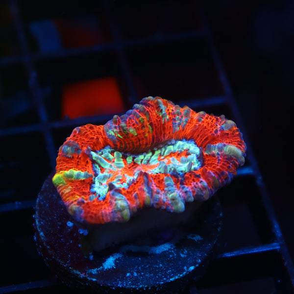 TCK Rainbow Wilsoni