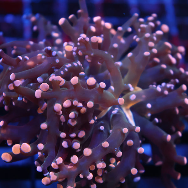 TCK Branching Peach Frogspawn