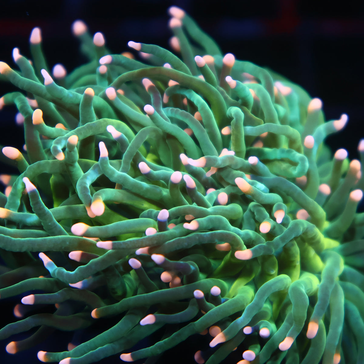 TCK Pink Tips Green Torch