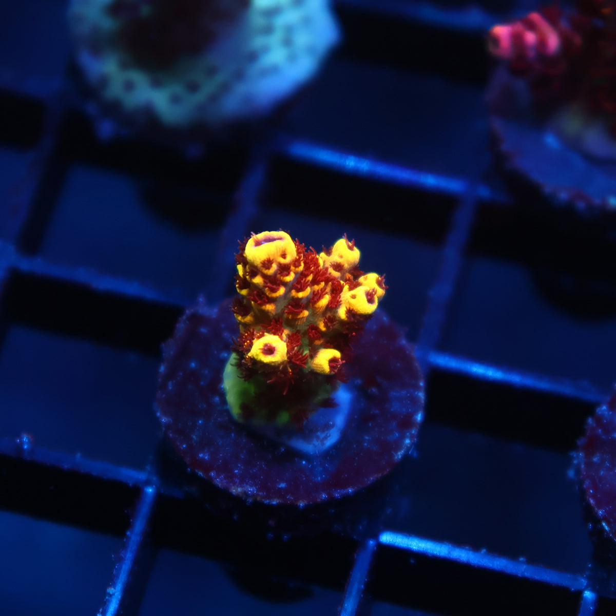 WWC Super Red Polyp Clathrata