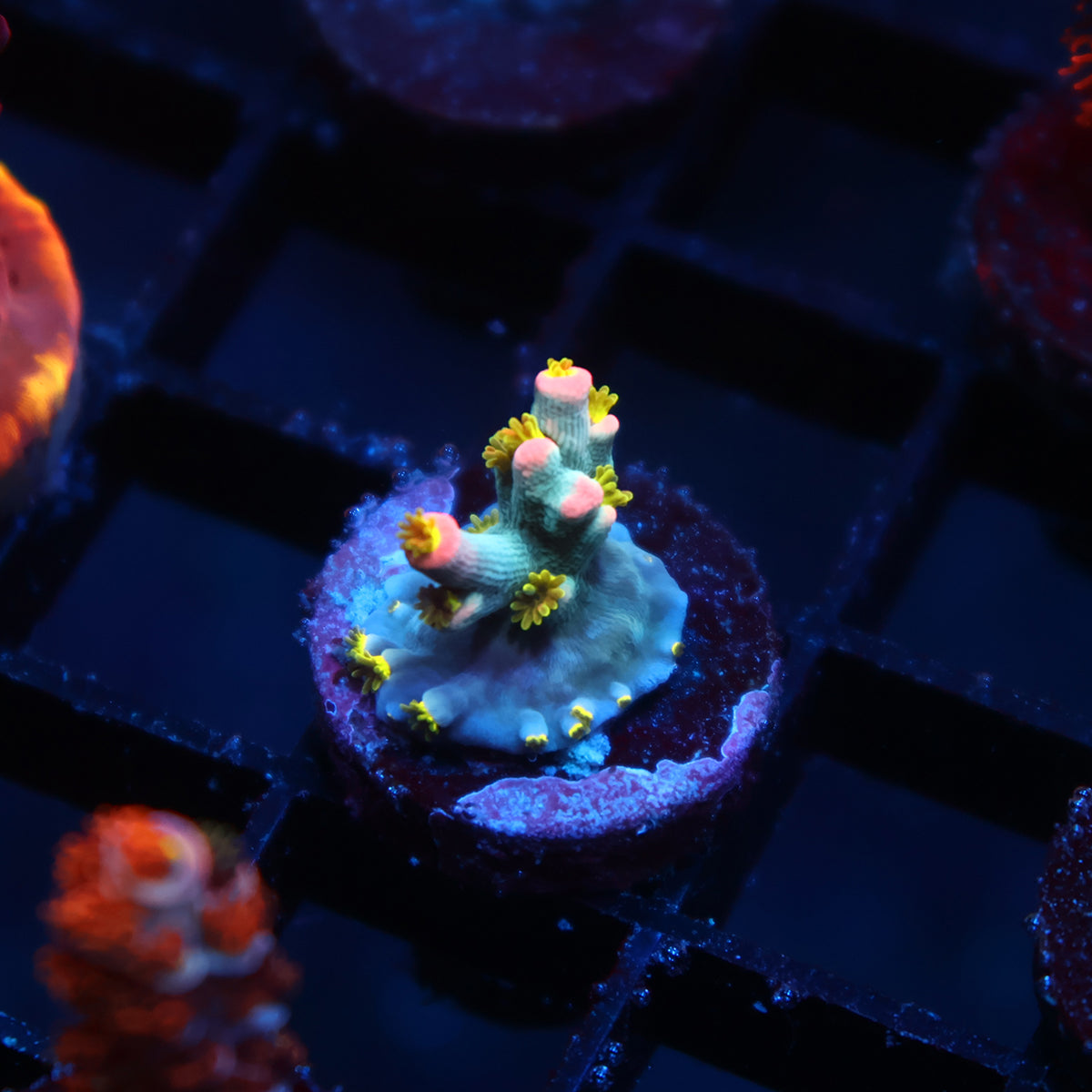 Tiny TCK Rainbow Unicorn Speciosa
