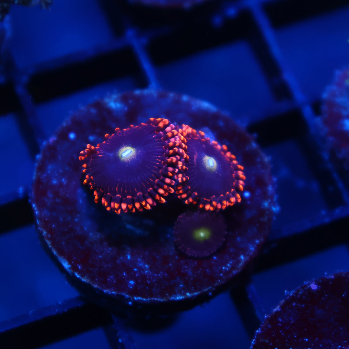 Bozos Birthday Zoas