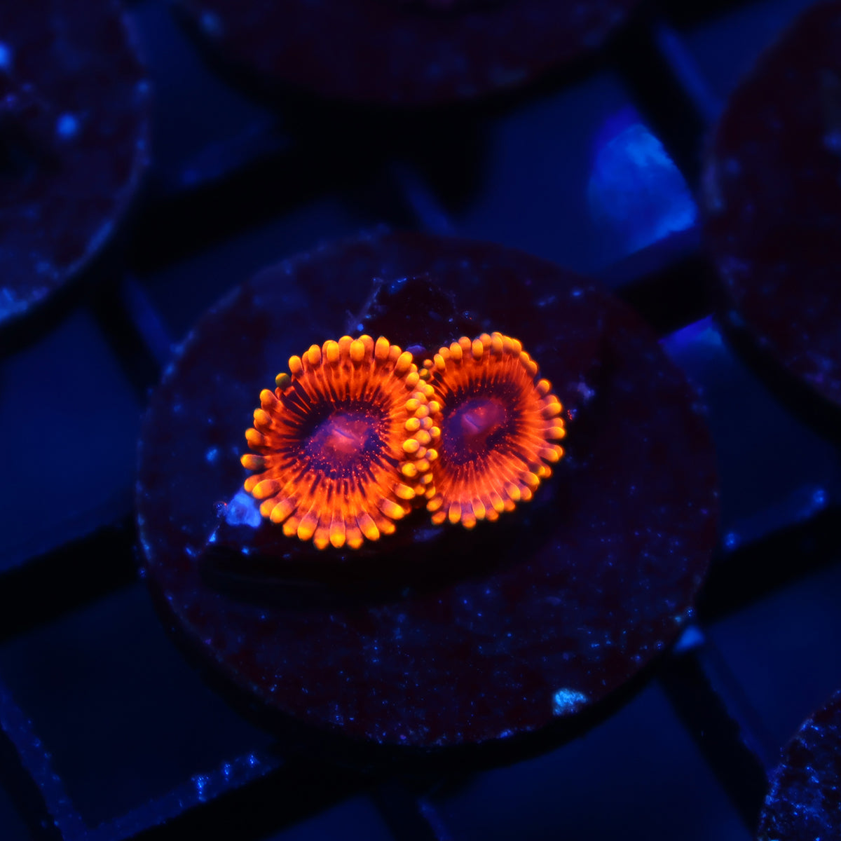 Burning Ember Zoas